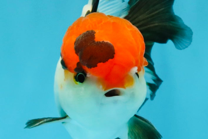 Tricolor Oranda Male 5-5.5 inches #041026OR_12