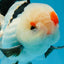 A Grade Tricolor Lipstick Kiss Button Eyes  Oranda Male 5.5 inches #020725OR_26