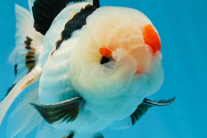 A Grade Tricolor Lipstick Kiss Button Eyes  Oranda Male 5.5 inches #020725OR_26