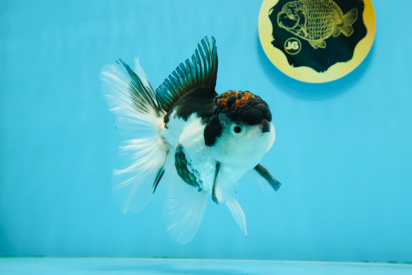 A Grade Tricolor Oranda Male 4.5-5 inches #112924OR_15