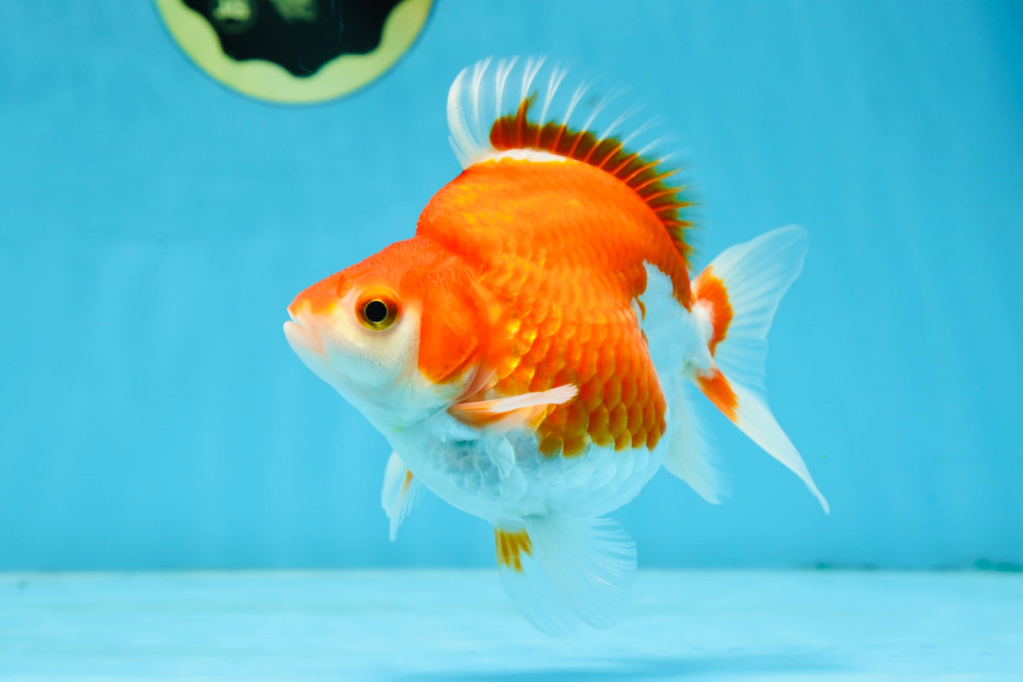 A Grade Red White Ryukin Female 5 inches #071125RK_20