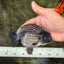 CHUBBY A Grade Blue Ranchu Female 5 inches #080726RC_29