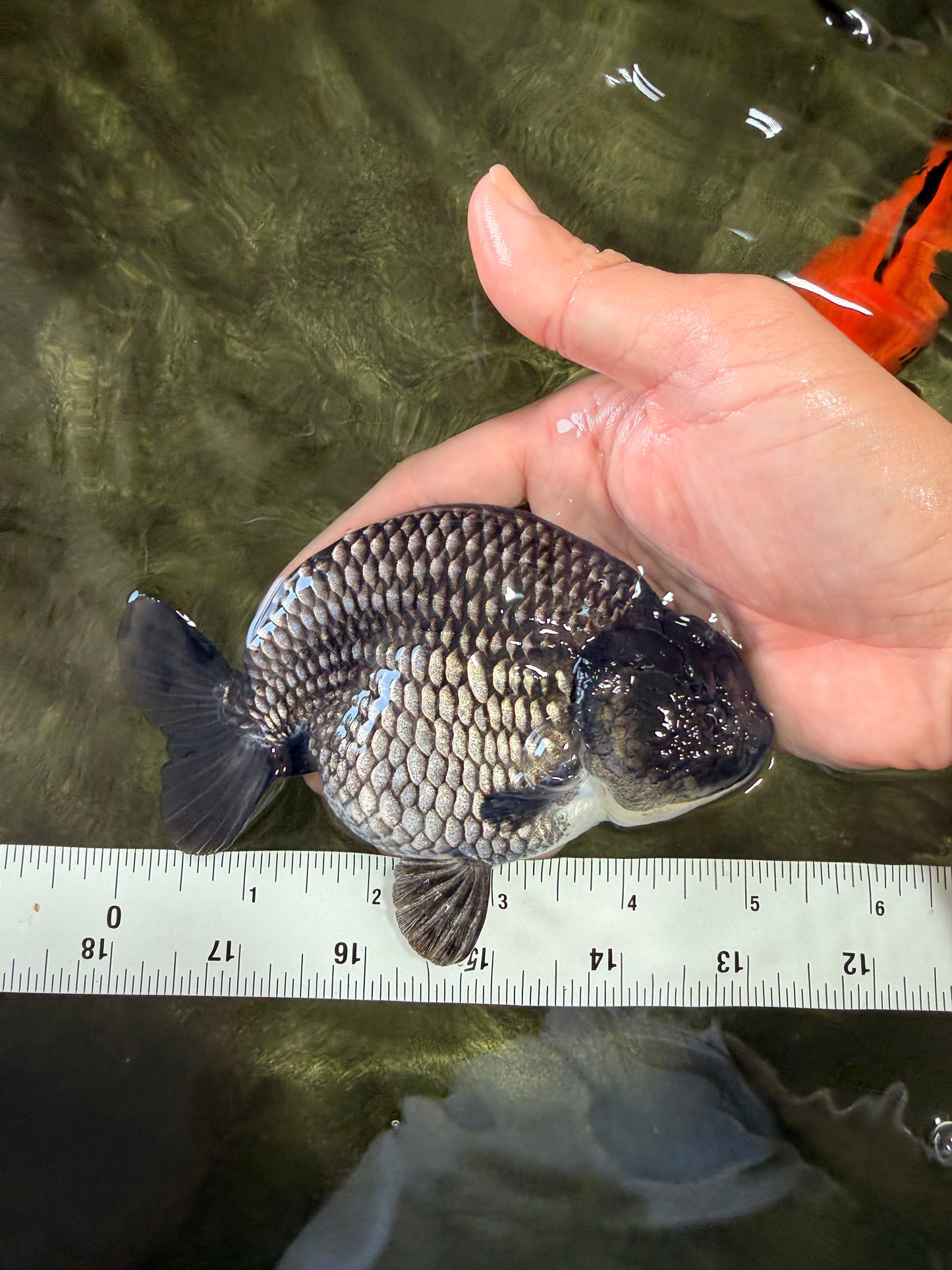 CHUBBY A Grade Blue Ranchu Female 5 inches #080726RC_29