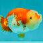 A Grade Red White LionQueen 4 inches #070326LC_29