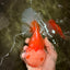 FLUFFY AAA Grade Red White Oranda Male 6.5 inches #082126OR_01