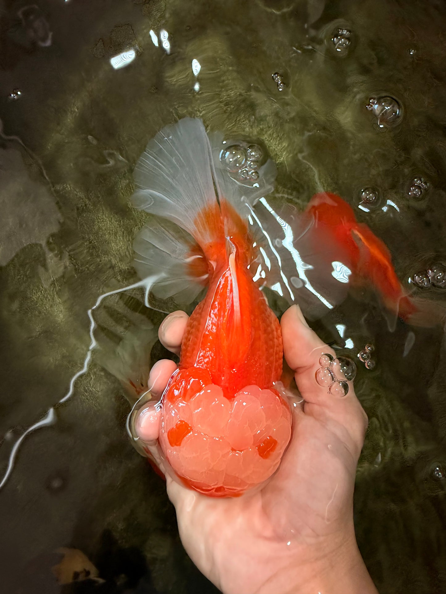 FLUFFY AAA Grade Red White Oranda Male 6.5 inches #082126OR_01