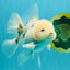 A Grade Marble Oranda Male 5-5.5 inches #050126OR_11
