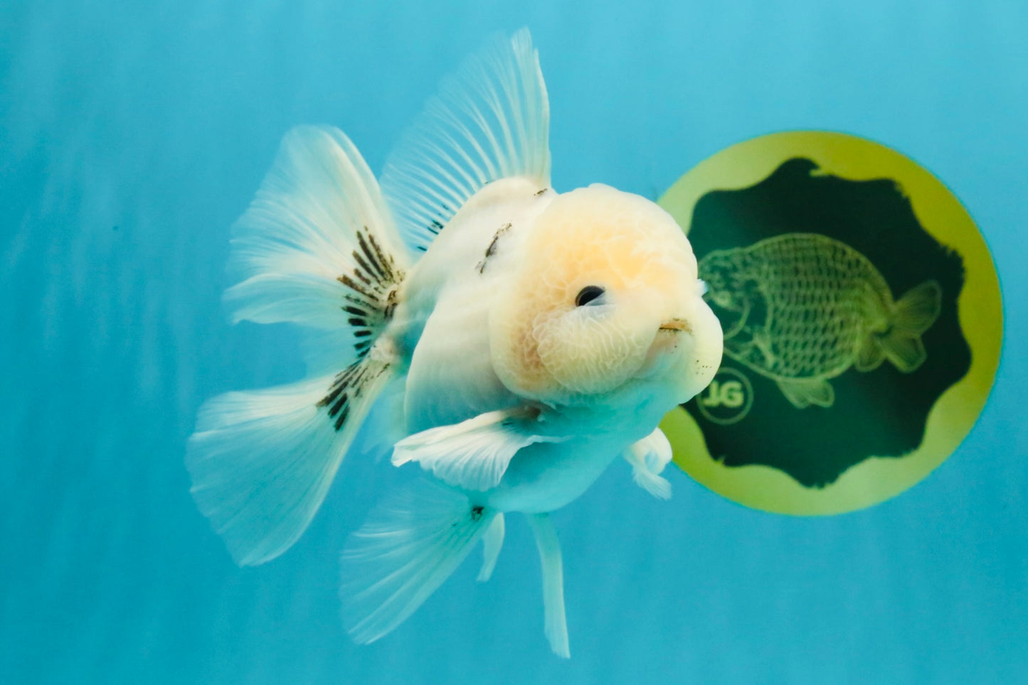 A Grade Marble Oranda Male 5-5.5 inches #050126OR_11
