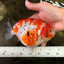 SPECIAL A Grade Kohaku Diamond Scale Sakura Ranchu Female 5.5-6 inches #100926RC_33