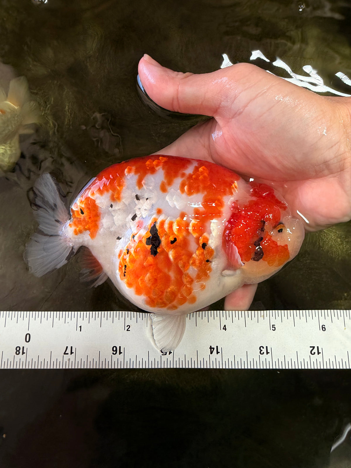 SPECIAL A Grade Kohaku Diamond Scale Sakura Ranchu Female 5.5-6 inches #100926RC_33