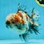 CHONKY AAA Grade Calico Kirin Oranda Male 5-5.5 inches #121225OR_03