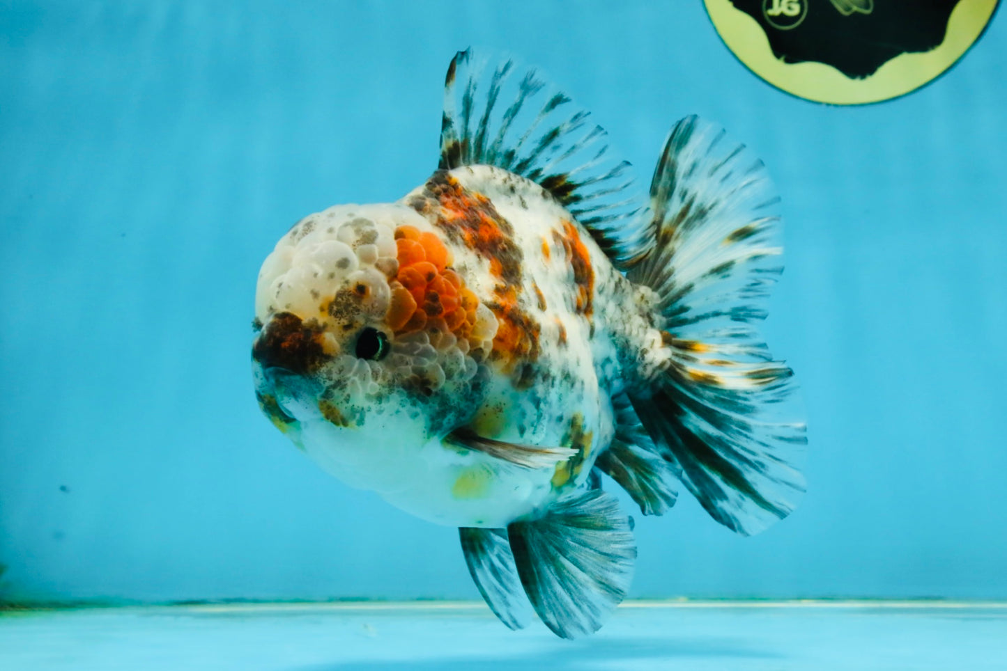 CHONKY AAA Grade Calico Kirin Oranda Male 5-5.5 inches #121225OR_03