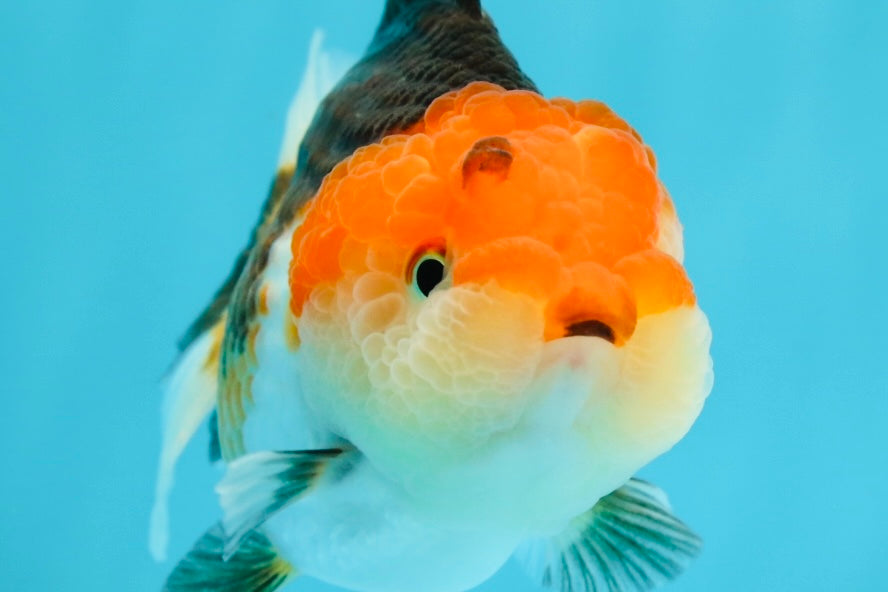 Big-Cheeked Fish Big-Cheeked Fish