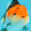A Grade Chubby Cheeks Tricolor Yuanbao Female 3.5-4 inches #1117YB_06