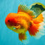 TOMATO AAA Grade Broadtail Red White Oranda Male 7.5-8 inches #071026OR_03