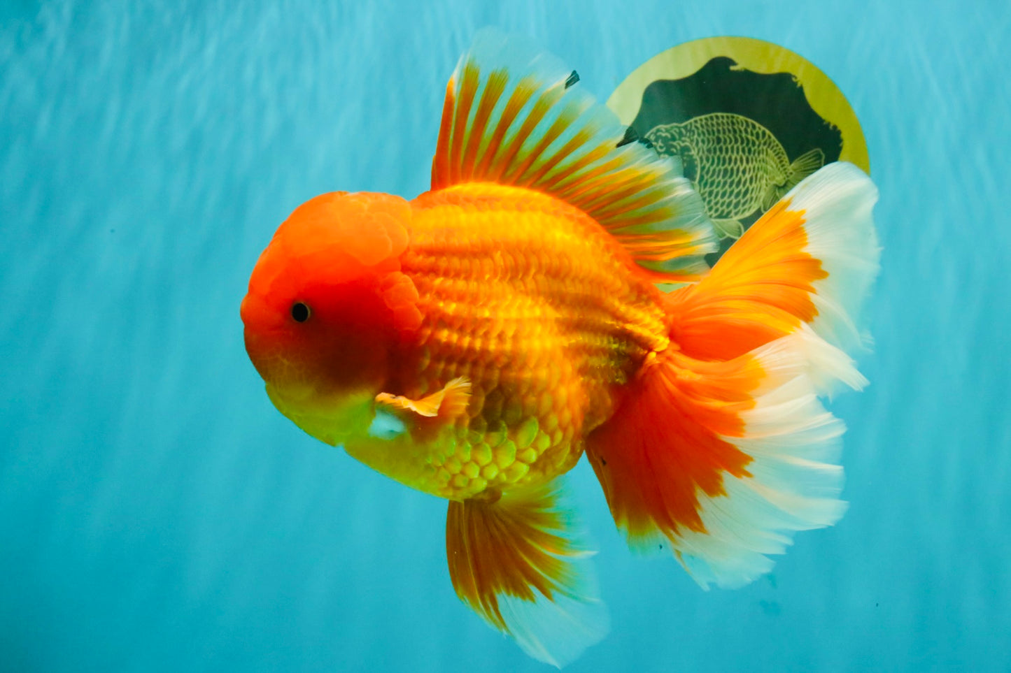 TOMATO AAA Grade Broadtail Red White Oranda Male 7.5-8 inches #071026OR_03