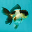 Panda Oranda Male 3-3.5 inches #1018OR_14