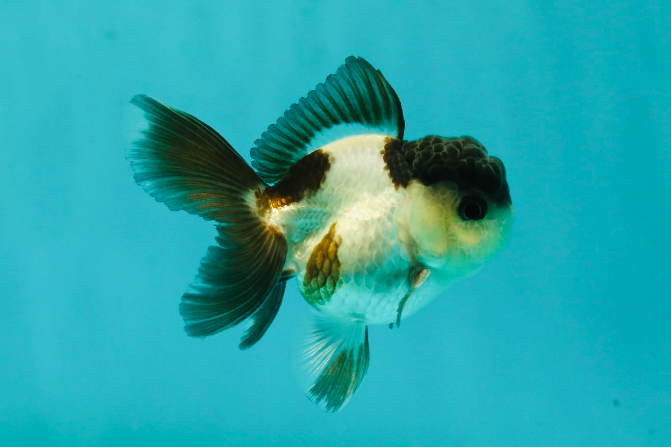 Panda Oranda Male 3-3.5 inches #1018OR_14