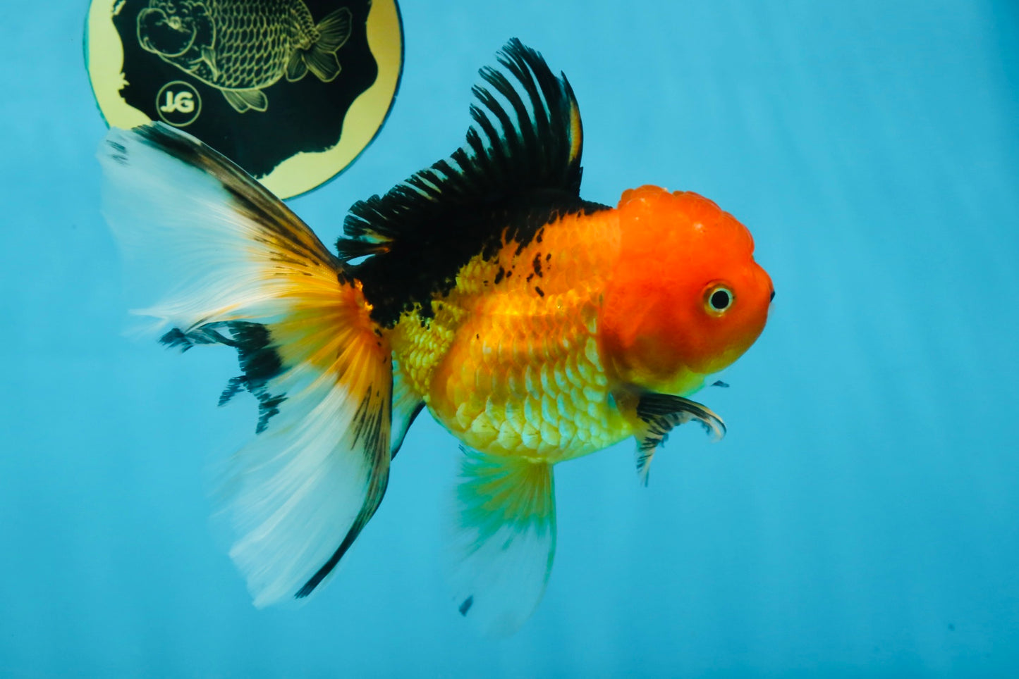 SPECIAL Apache Oranda Female 6 inches #091225OR_17