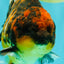 A Grade Tiger Yuanbao Male 4.5-5 inches #071726YB_11