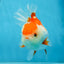 A Grade SUPER CUTE Red White Oranda Female 6 inches #082925OR_10