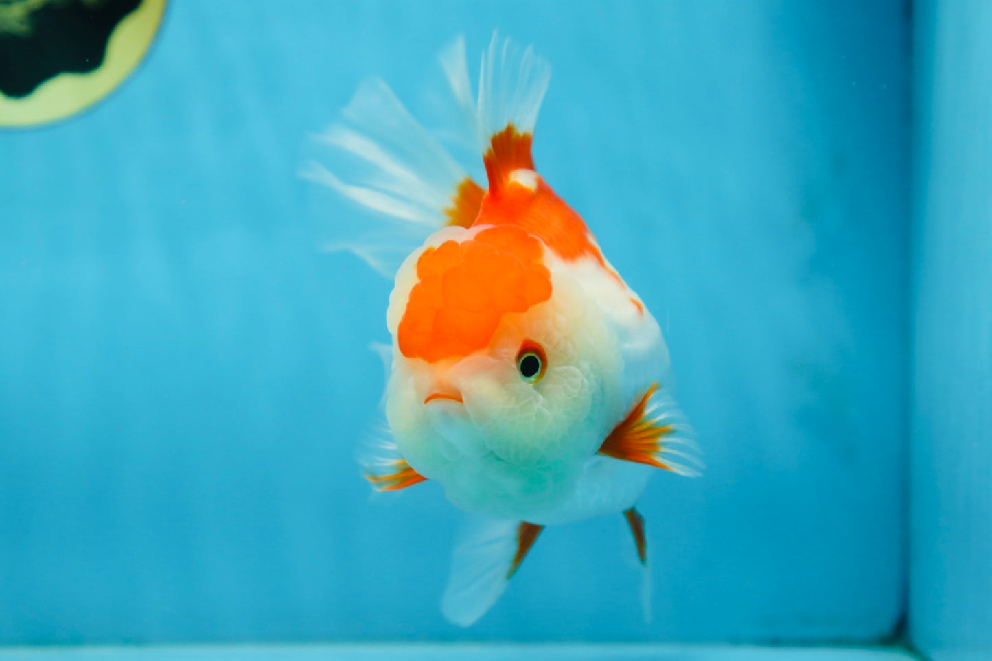 A Grade SUPER CUTE Red White Oranda Female 6 inches #082925OR_10