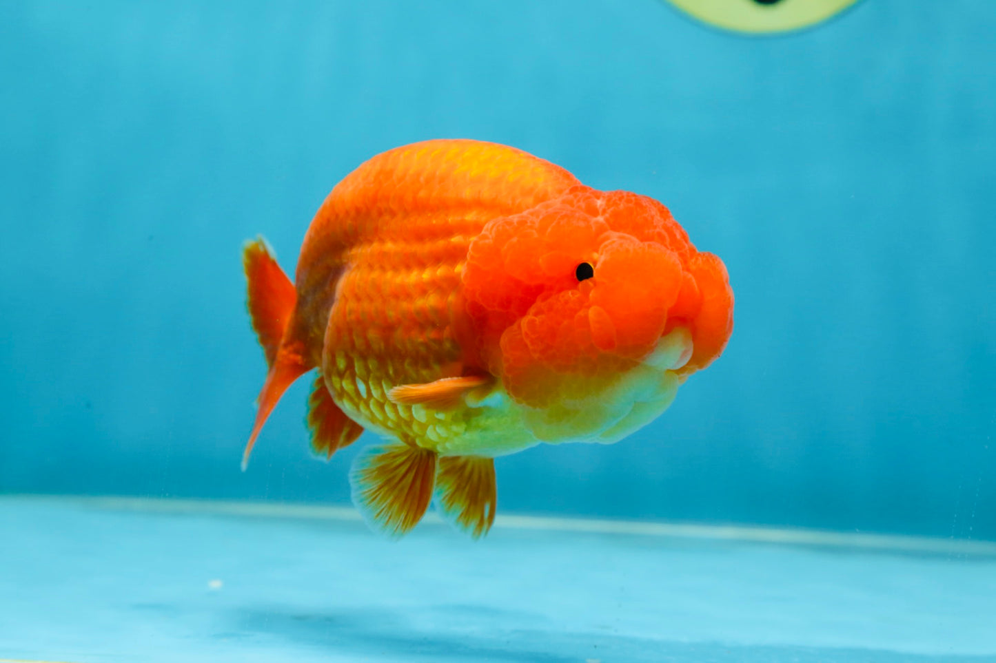 AAA Grade Solid Red LionKing 4.5  inches #052325LC_21