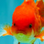 A Grade Red White Oranda Male 5.5 inches #080726OR_08