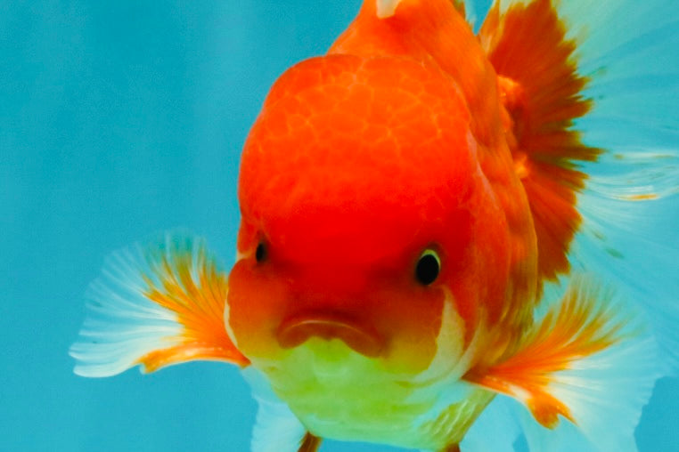 A Grade Red White Oranda Male 5.5 inches #080726OR_08