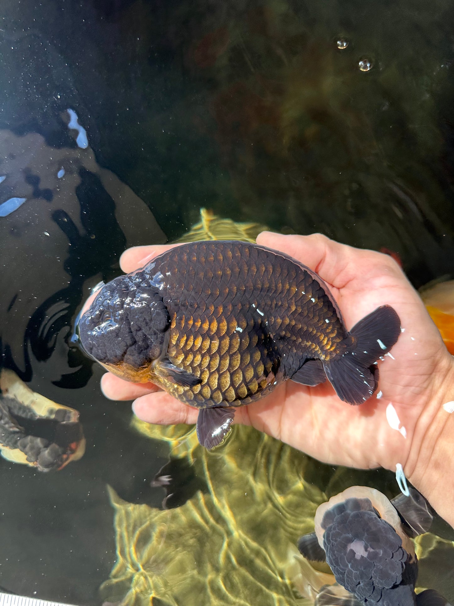 AAA Grade Strong Body Structure Godzilla Black Ranchu Male 5-5.5 inches #052325RC_15