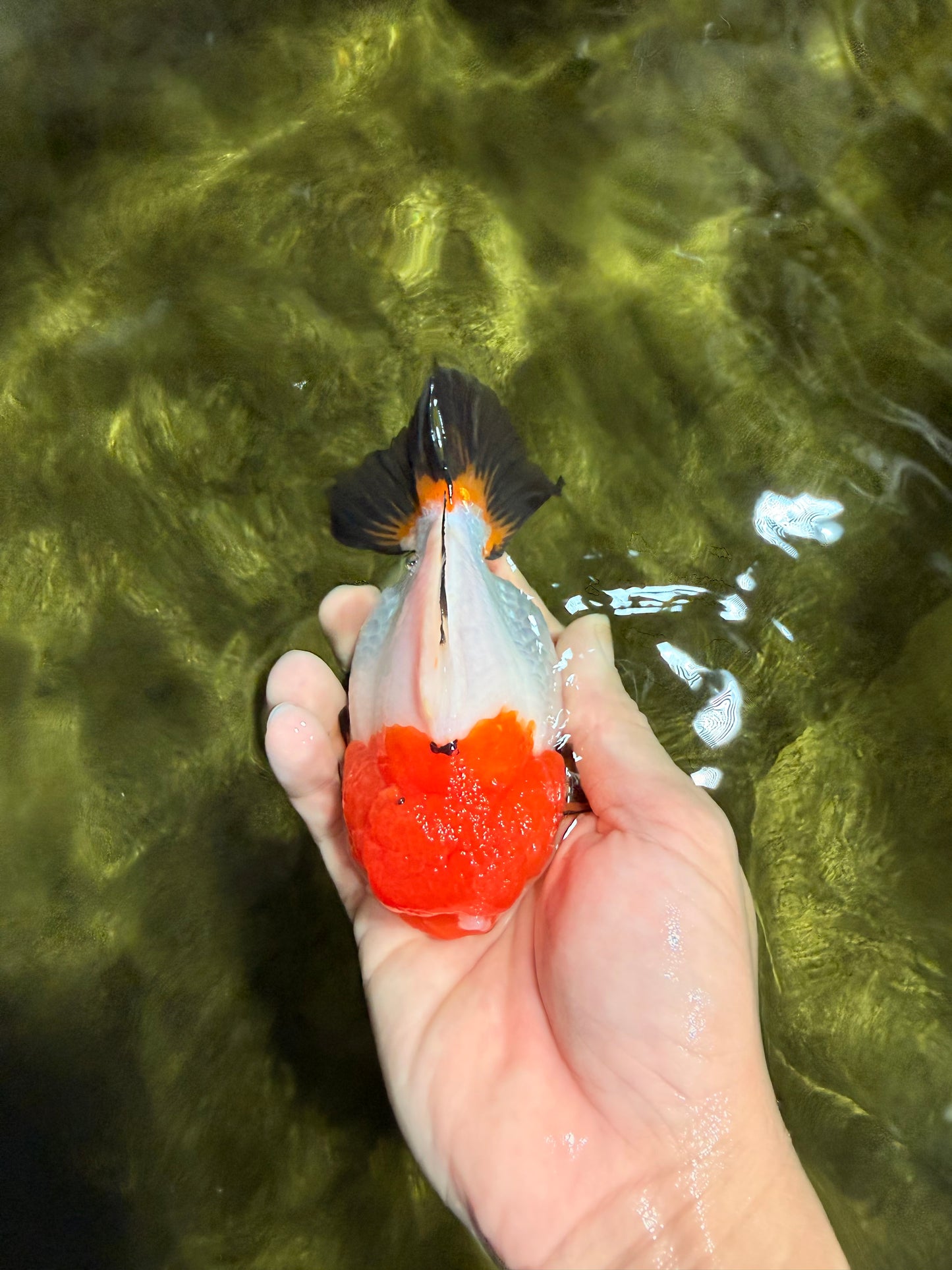 SUPER CUTE Tricolor Yuanbao Female 4.5-5 inches #040326YB_05