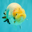 AAA Grade Diamond Scale White Sakura Ranchu Male 5.5-6 inches #100226RC_26
