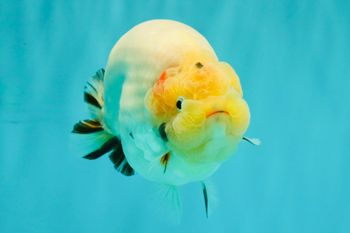 AAA Grade Diamond Scale White Sakura Ranchu Male 5.5-6 inches #100226RC_26