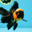 A Grade STUNNING Tricolor Oranda Male 5-5.5 inches #051625OR_23