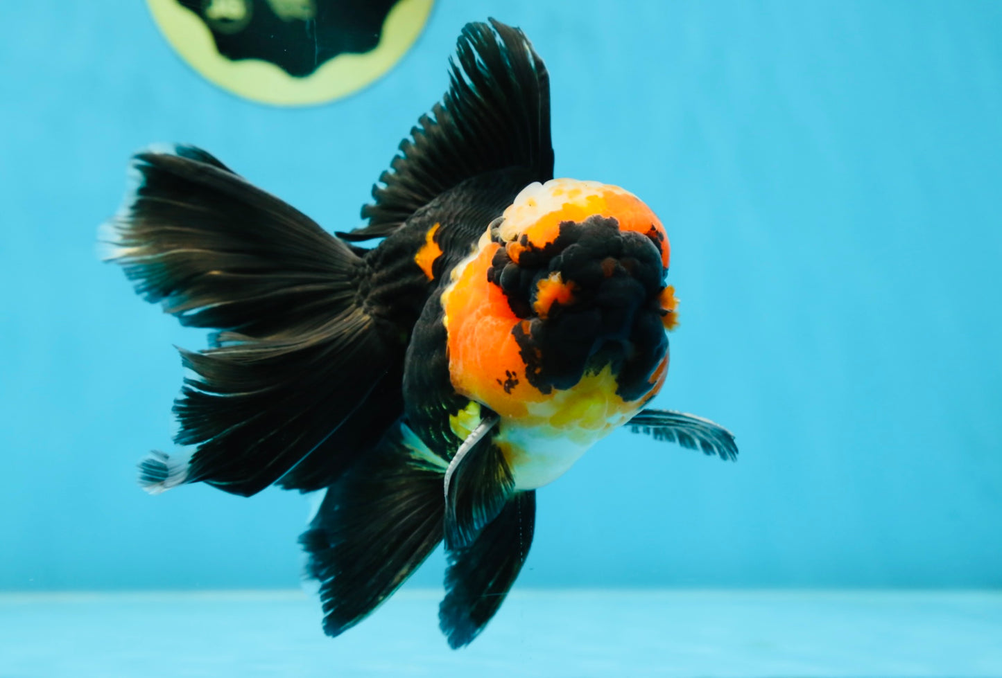 A Grade STUNNING Tricolor Oranda Male 5-5.5 inches #051625OR_23