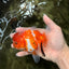 Sakura Oranda Female 5 inches #050126OR_06