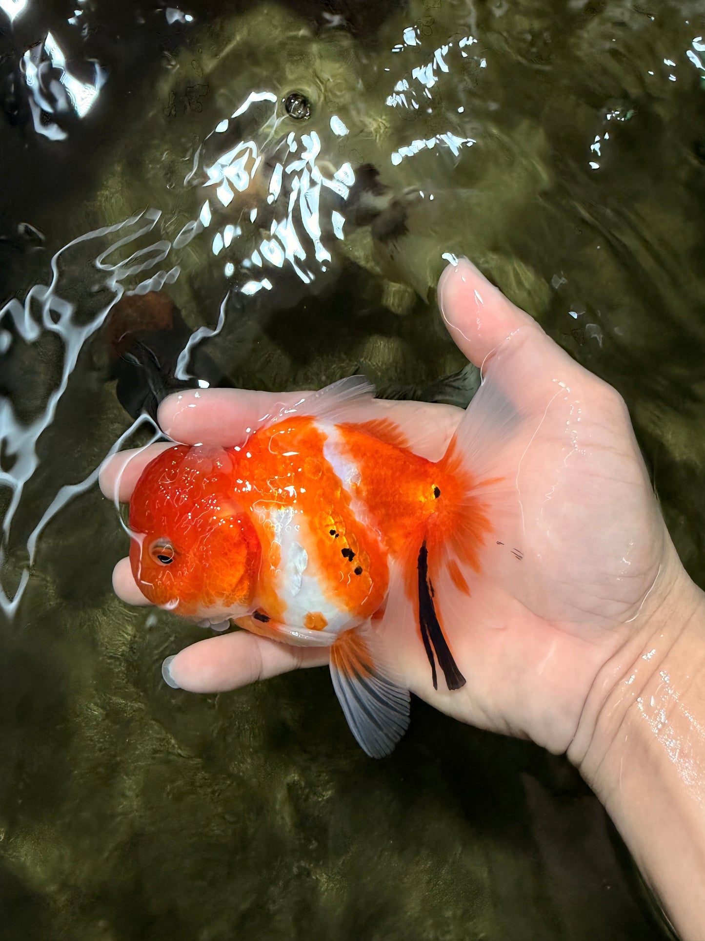 Sakura Oranda Female 5 inches #050126OR_06