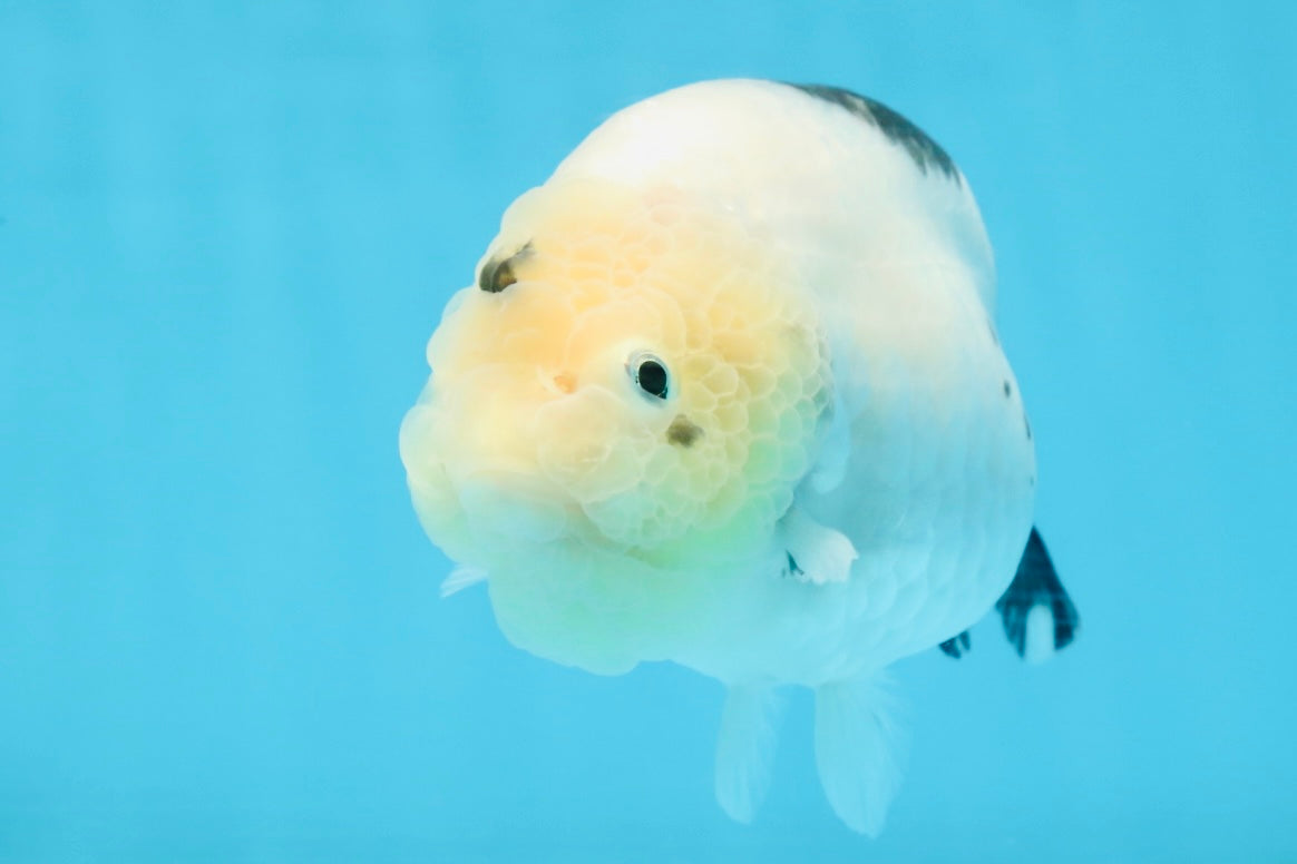 A Grade Chinese Cow Ranchu Female 4.5-5 inches #101725RC_18