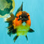 CHUBBY AAA Grade Apache Oranda Female 6-6.5 inches #082126OR_11
