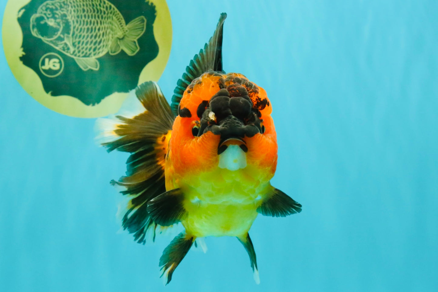 CHUBBY AAA Grade Apache Oranda Female 6-6.5 inches #082126OR_11