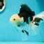 A Grade Royal Tricolor Oranda Male 5.5 inches #110124OR_20