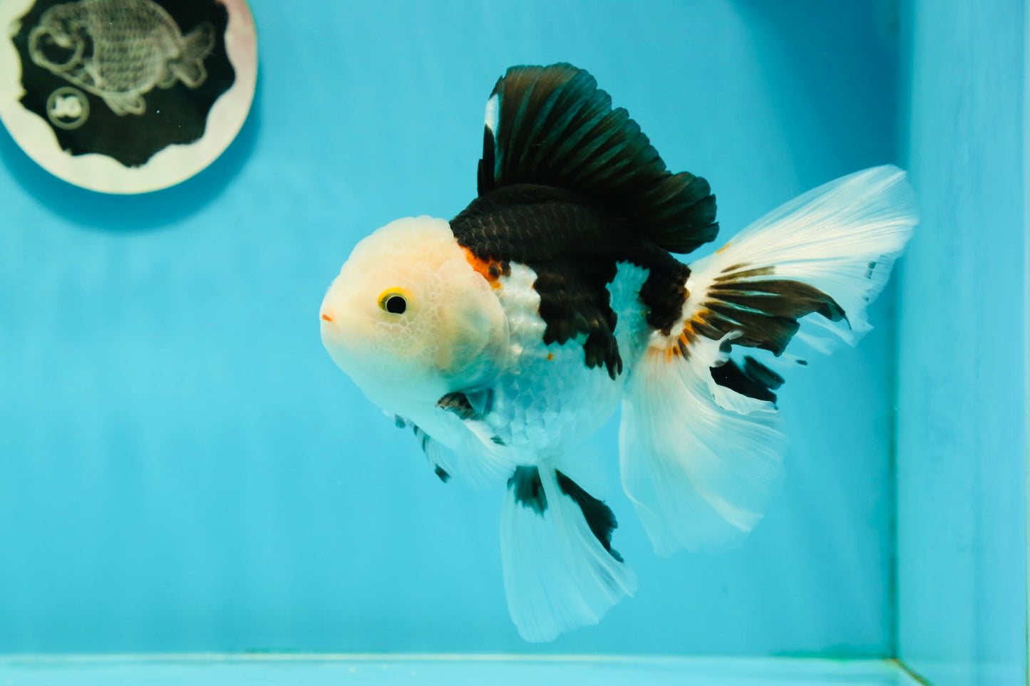 A Grade Royal Tricolor Oranda Male 5.5 inches #110124OR_20