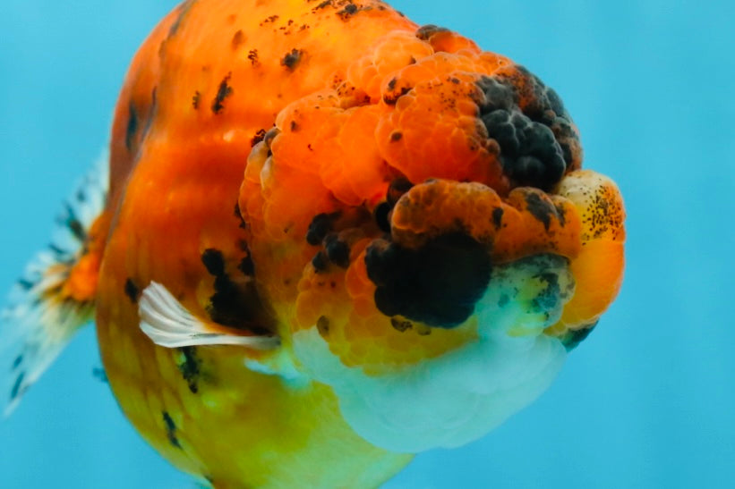 AAA Grade Tiger LionQueen 4.5 inches #051625LC_02