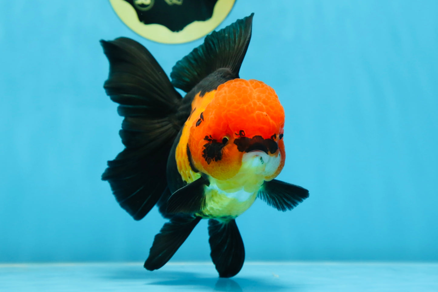 AAA Grade UNIQUE Apache Oranda Female 5.5-6 inches #080825OR_09