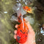 CHARLIE A Grade Tiger Oranda Male 7 inches #100926OR_10