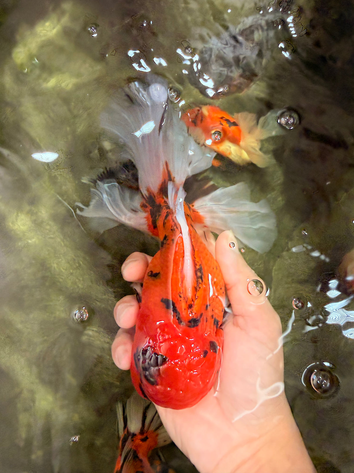 CHARLIE A Grade Tiger Oranda Male 7 inches #100926OR_10