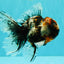 A Grade Real Calico Oranda Male 5.5 inches #062626OR_32