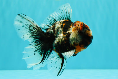 A Grade Real Calico Oranda Male 5.5 inches #062626OR_32
