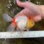 Red White Oranda Female 5.5-6 inches #052325OR_05