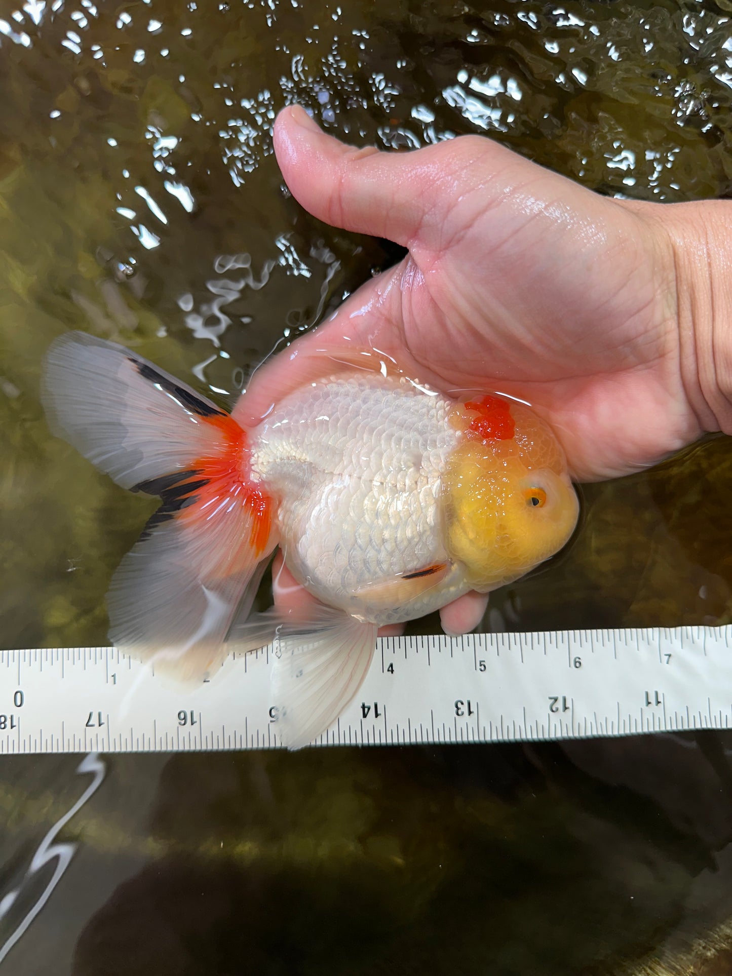 Red White Oranda Female 5.5-6 inches #052325OR_05